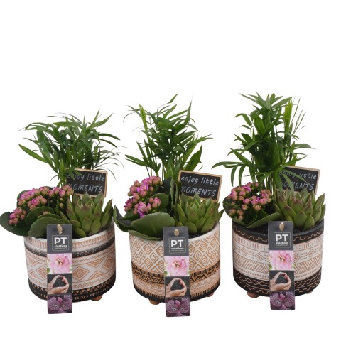 <h4>PTIB6430 Arrangement Indoor in keramiek pot</h4>