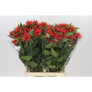 Monarda Red Fountain