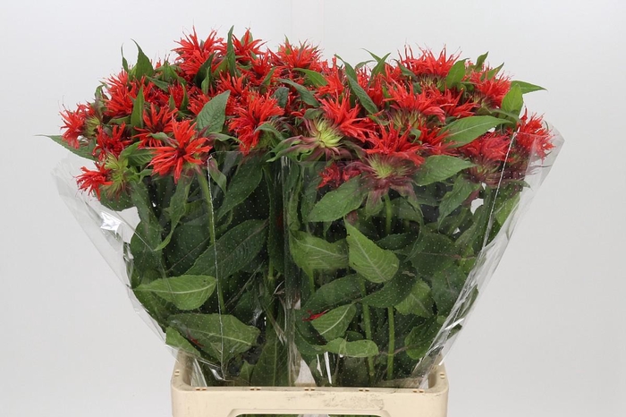 <h4>Monarda Red Fountain</h4>