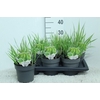 Panicum Vi Heavy Metal