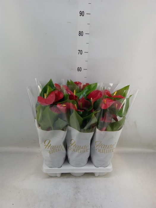<h4>Anthurium andr. 'Casparo'</h4>