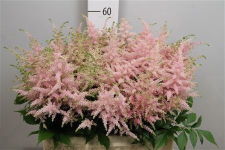 <h4>Astilbe japonica 'Europa'</h4>