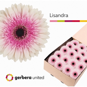 Gerbera Lisandra