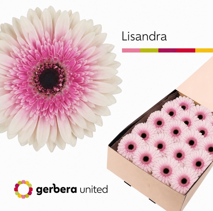 <h4>Gerbera Lisandra</h4>