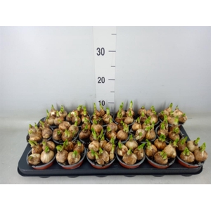 Narcissus  'Tete a tete'