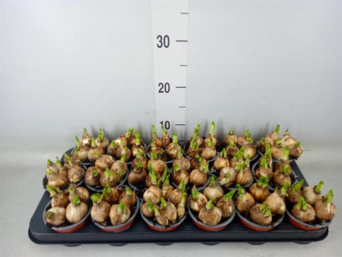 <h4>Narcissus  'Tete a tete'</h4>