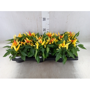 Capsicum annuum 'Joker'