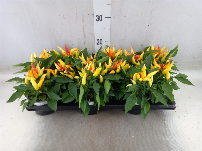 <h4>Capsicum annuum 'Joker'</h4>