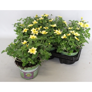 Bidens Yellow Splash Imp.