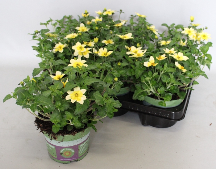<h4>Bidens Yellow Splash Imp.</h4>