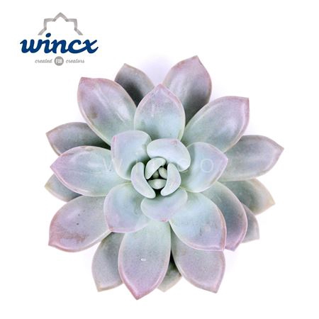 <h4>Graptoveria Opalina Cutflower Wincx-5cm</h4>