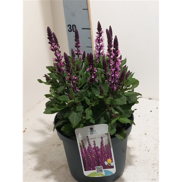 <h4>salvia deep rose</h4>