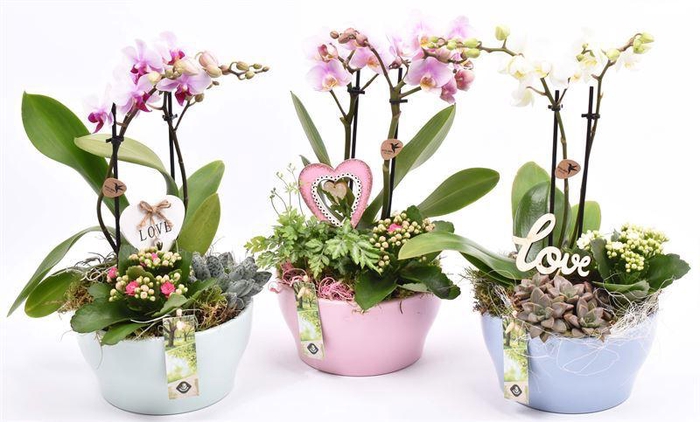 <h4>Keramiek schaal kl.mix 18.5cm</h4>