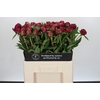 Paeonia Paul M. Wild
