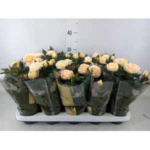 Rosa  'Belami Kordana'