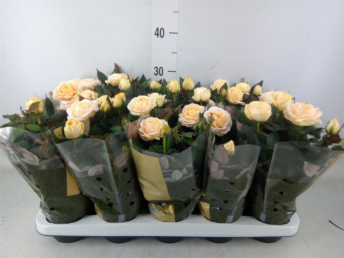 <h4>Rosa  'Belami Kordana'</h4>