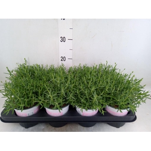 Lavandula angus. 'Rosea'