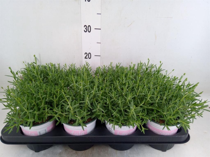 <h4>Lavandula angus. 'Rosea'</h4>
