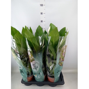 Spathiphyllum  'Bingo Cupido'