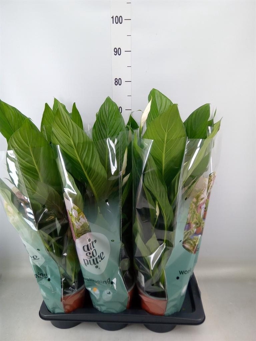 <h4>Spathiphyllum  'Bingo Cupido'</h4>