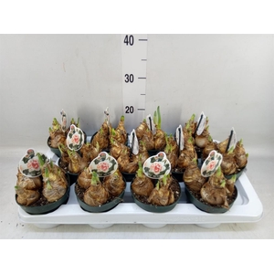 Narcissus DU 'My Story'