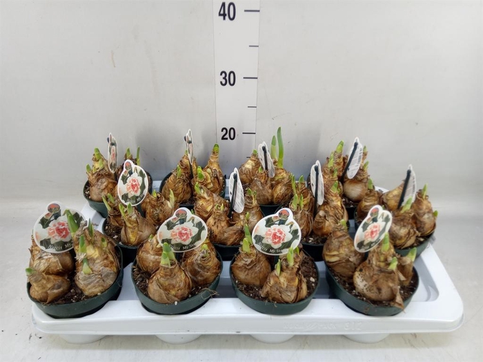 <h4>Narcissus DU 'My Story'</h4>