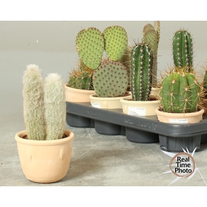 CACTUS OV