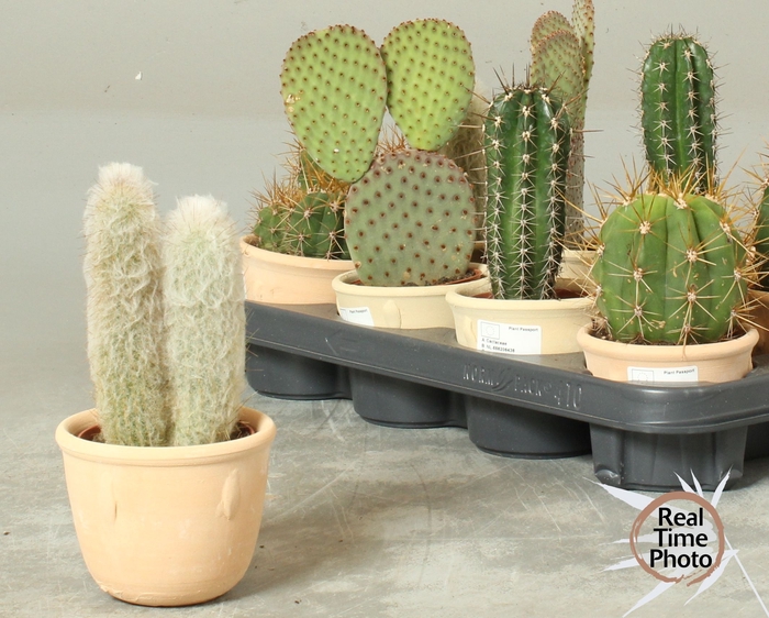 <h4>CACTUS OV</h4>
