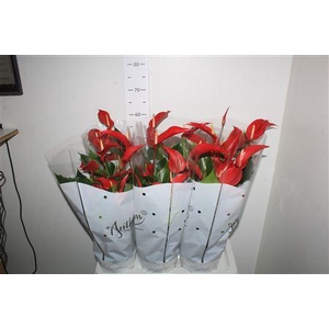 Anthu Banderola Roja 8-10 Bloemen+