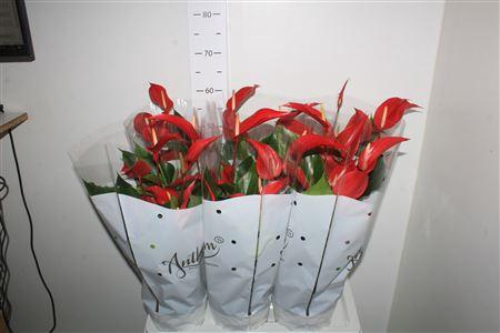 <h4>Anthu Banderola Roja 8-10 Bloemen+</h4>