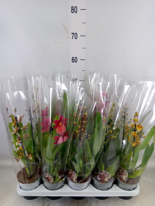 <h4>Cambria   ...mix</h4>