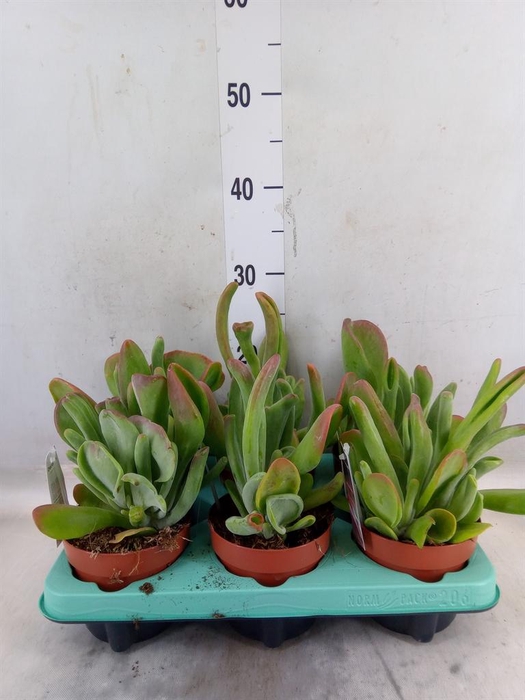 <h4>Kalanchoe NF   ...</h4>