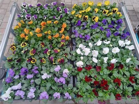 Vio F1 Hybr Mixk 1 Kleur Per Tray