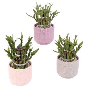 Lucky Bamboo Shape Round 2B Ø11cm Ceramic PL571