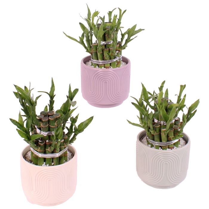 <h4>Lucky Bamboo Shape Round 2B Ø11cm Ceramic PL571</h4>