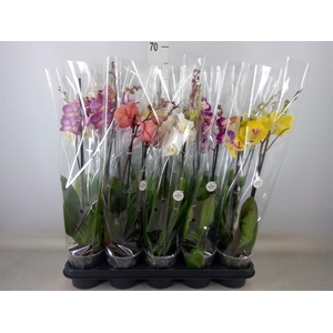 Phalaenopsis   ...mix