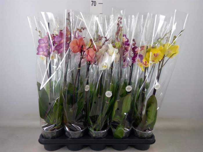 <h4>Phalaenopsis   ...mix</h4>