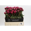 Paeonia Kansas