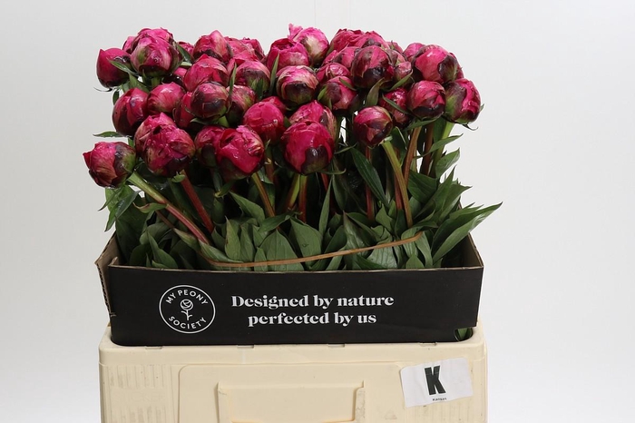 <h4>Paeonia Kansas</h4>