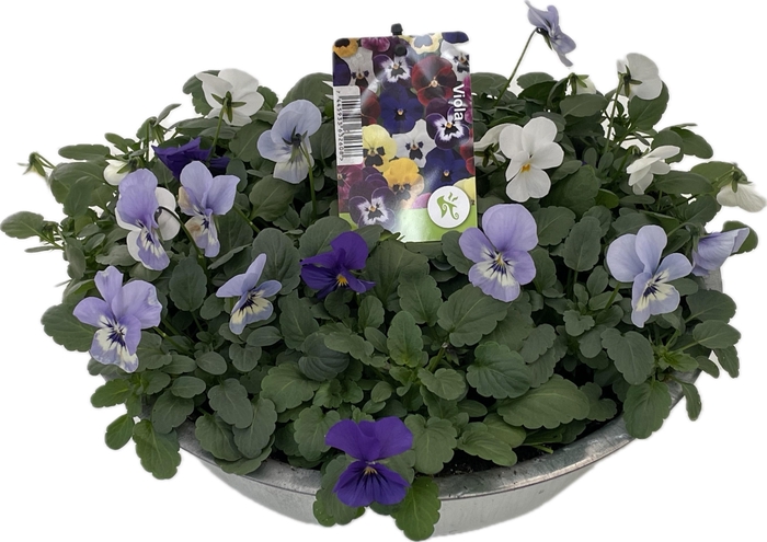 <h4>Viola (Cornuta Grp.) gemengd Blauw Wit zink</h4>