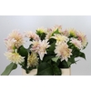 Dahlia Cafe Au Lait Creme