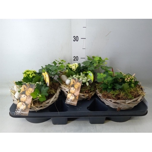 Planten ..in schaal L%