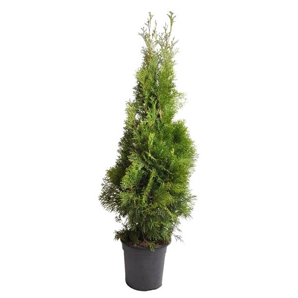 <h4>Thuja occ. Smaragd, plantmaat 100+ cm - Rondgestoken -</h4>