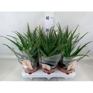 Aloe arborescens