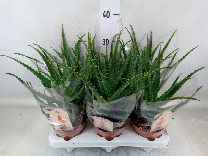 <h4>Aloe arborescens</h4>
