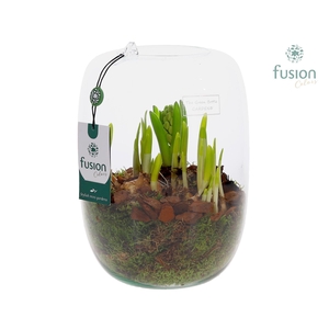 Green Bottle Isabella Large met Bollen mix