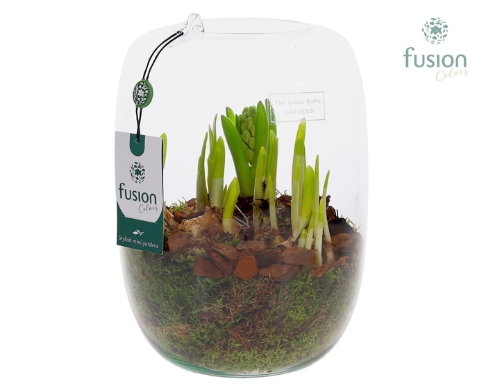 <h4>Green Bottle Isabella Large met Bollen mix</h4>