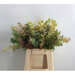 EUCA OVATA AUTUNNO C200