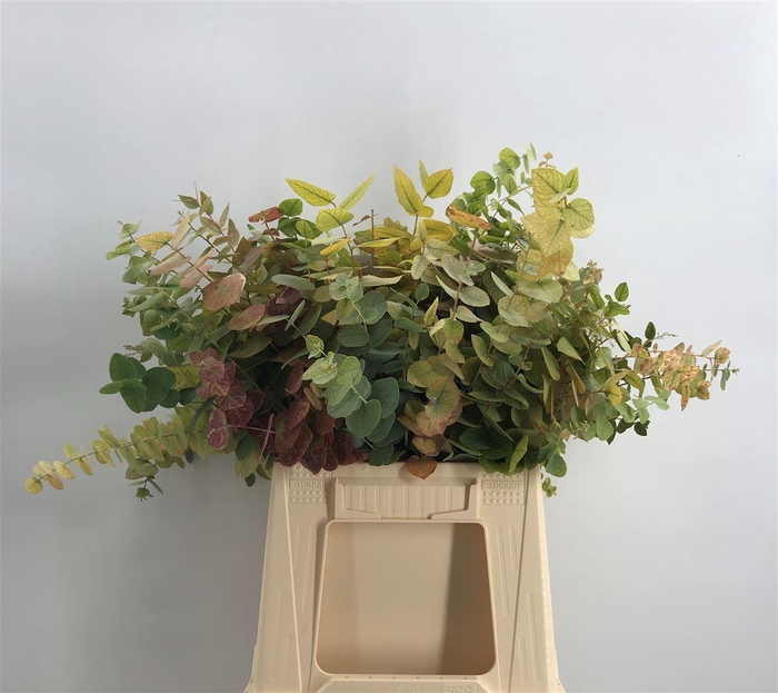 <h4>EUCA OVATA AUTUNNO C200</h4>