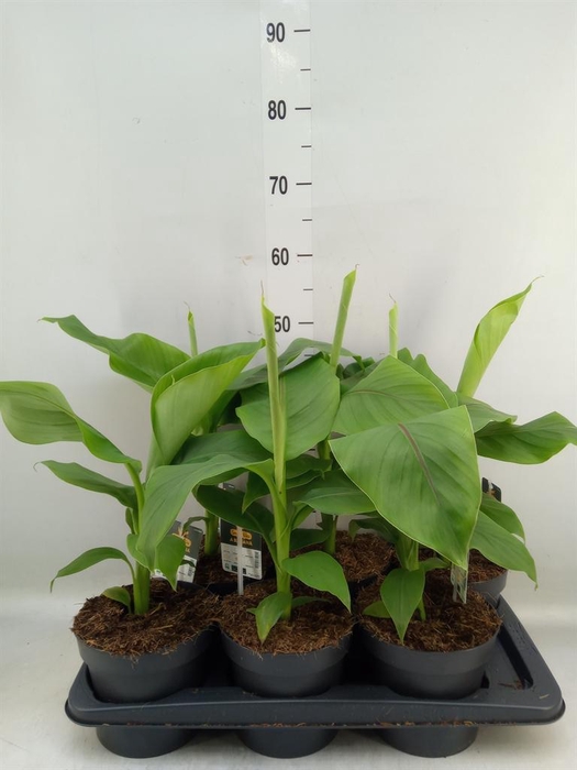 <h4>Musa basjoo</h4>